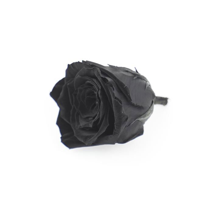 Black Preserved Rose Heads (Pack of 5)