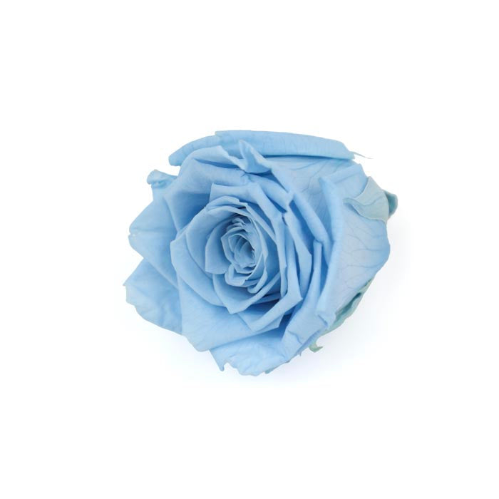 Blue Preserved Rose Heads (Pack of 5)