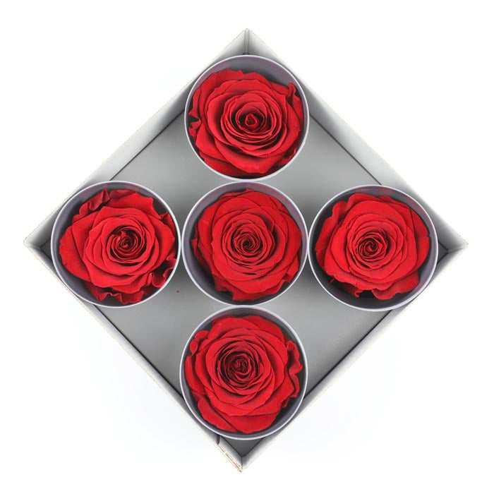 Red Preserved Rose Heads (Pack of 5)