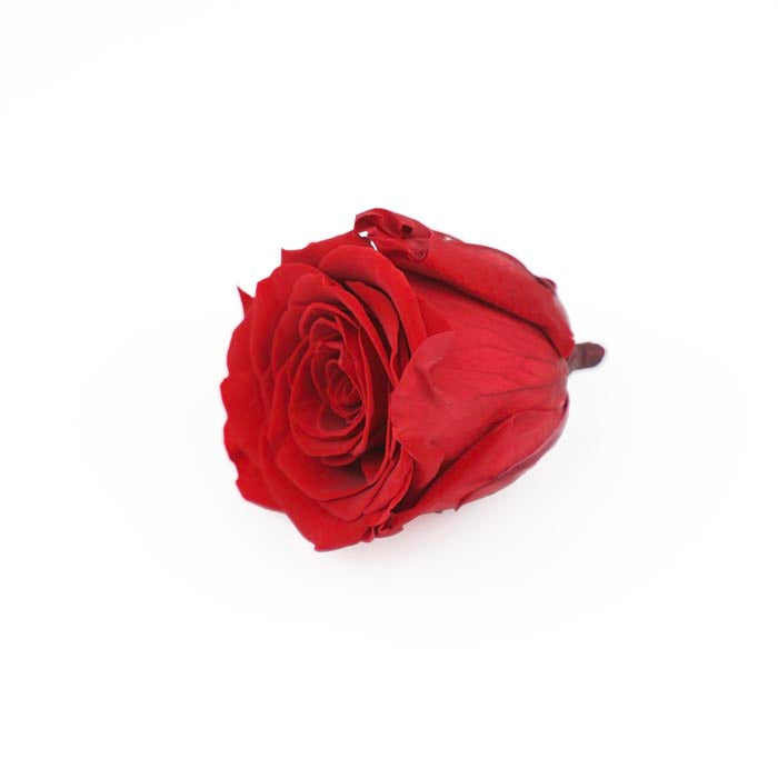 Red Preserved Rose Heads (Pack of 5)