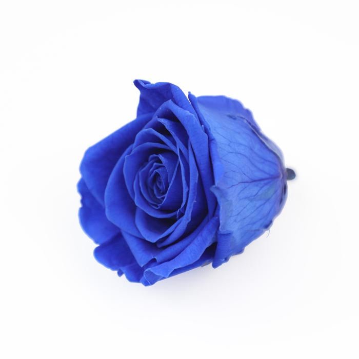 Royal Blue Preserved Rose Heads (Pack of 5)