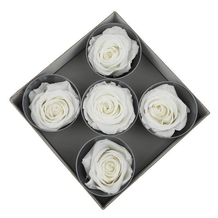 White Blue Preserved Rose Heads (Pack of 5)