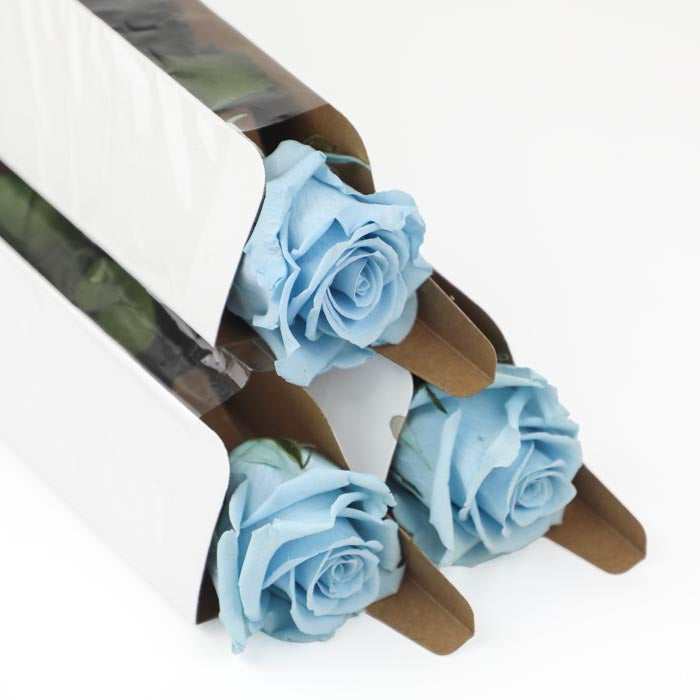 Blue Preserved Rose Stems