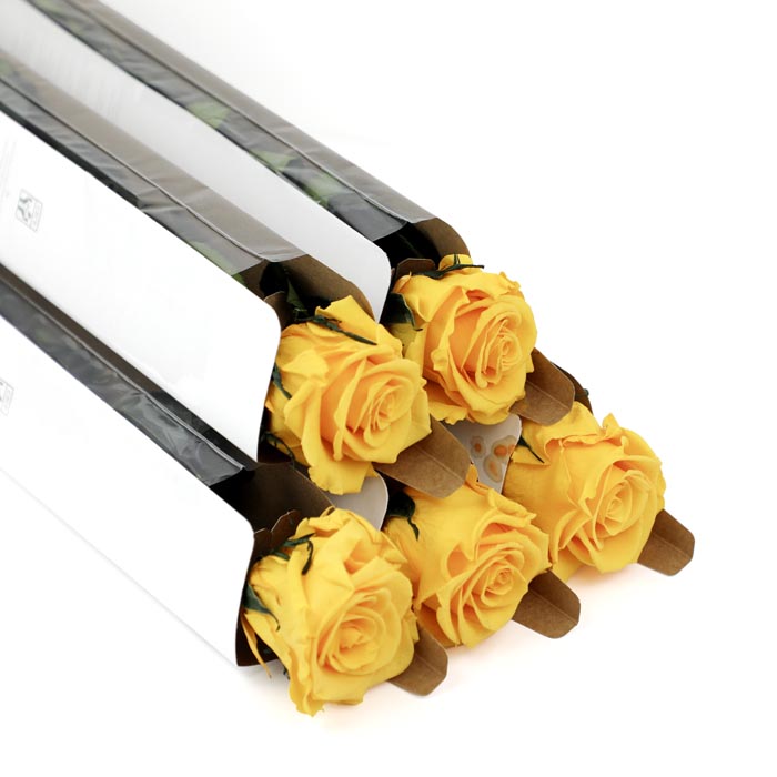 Yellow Preserved Rose Stems