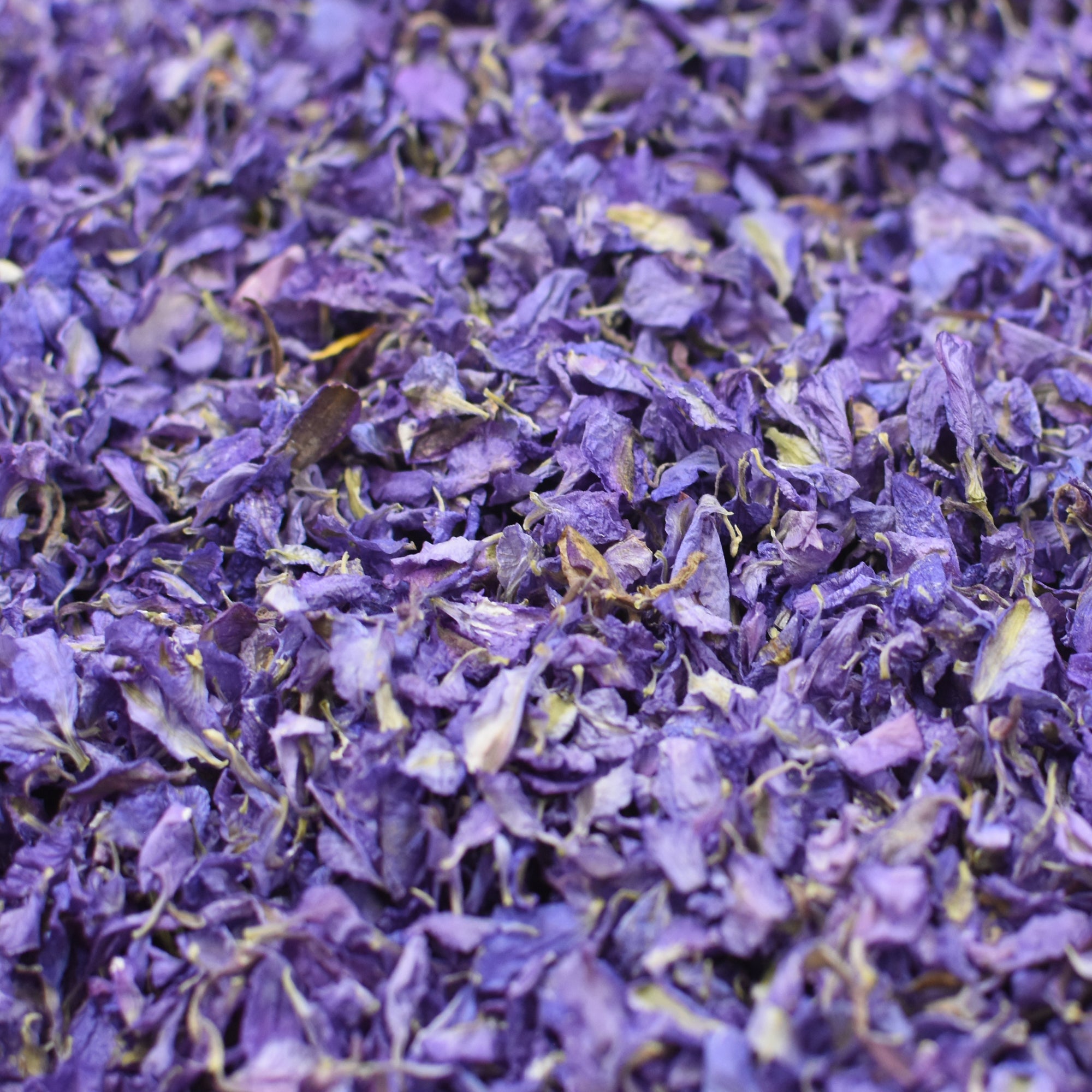 Purple Delphinium Petals