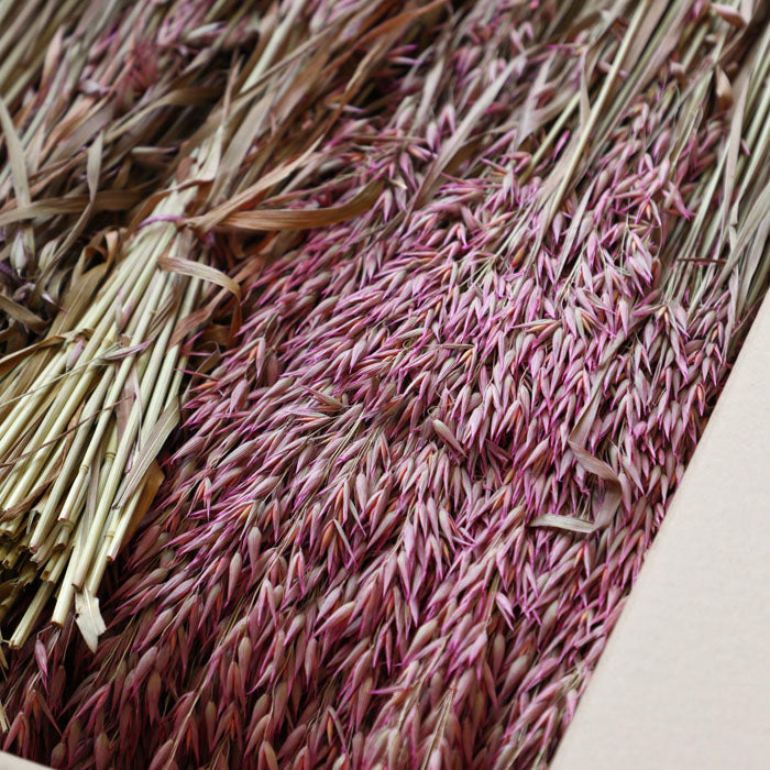 Pink Avena Oats - Box of 20