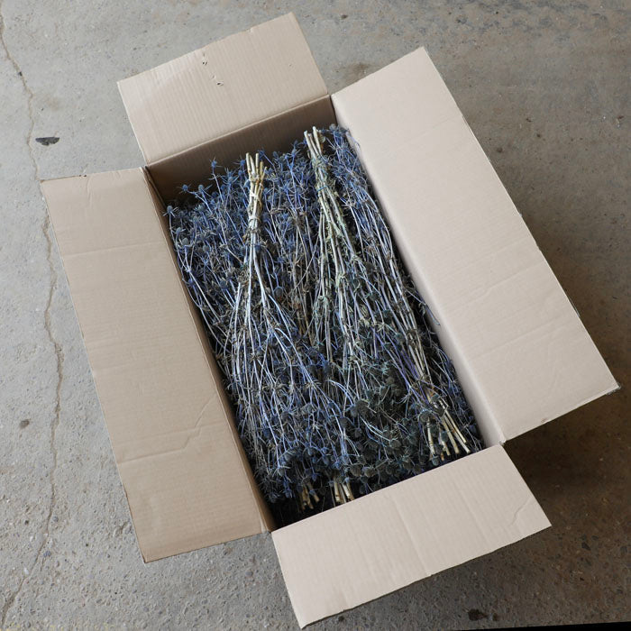 Blue Thistle Bunches (Dyed) Box of 15