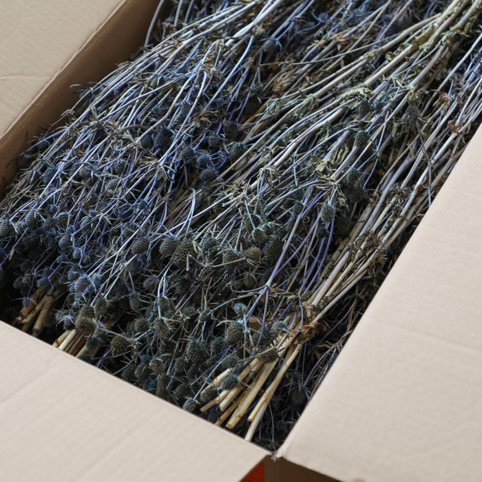Blue Thistle Bunches (Dyed) Box of 15