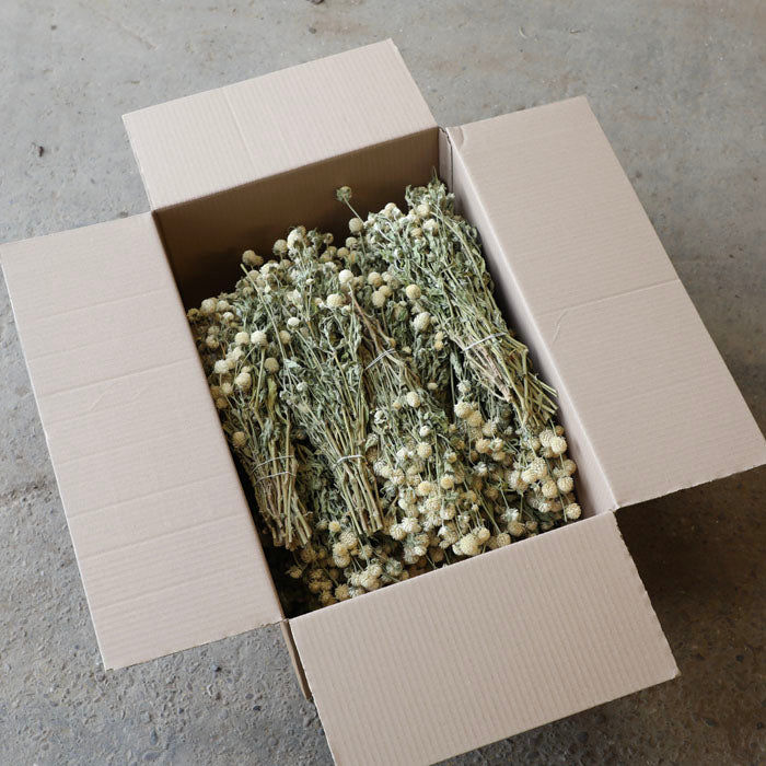 Cream Gomphrena Bunch – Box of 20