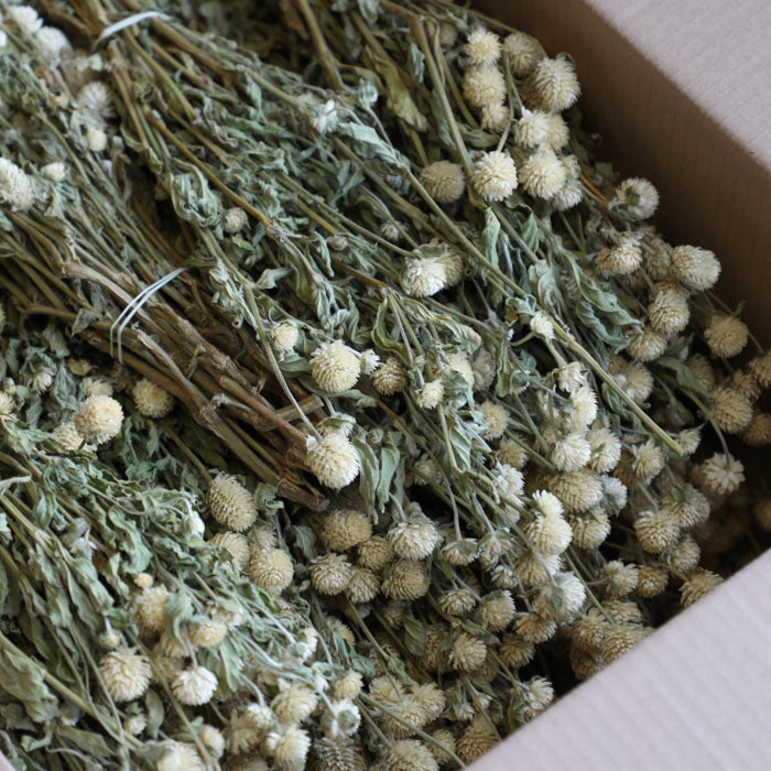 Cream Gomphrena Bunch – Box of 20