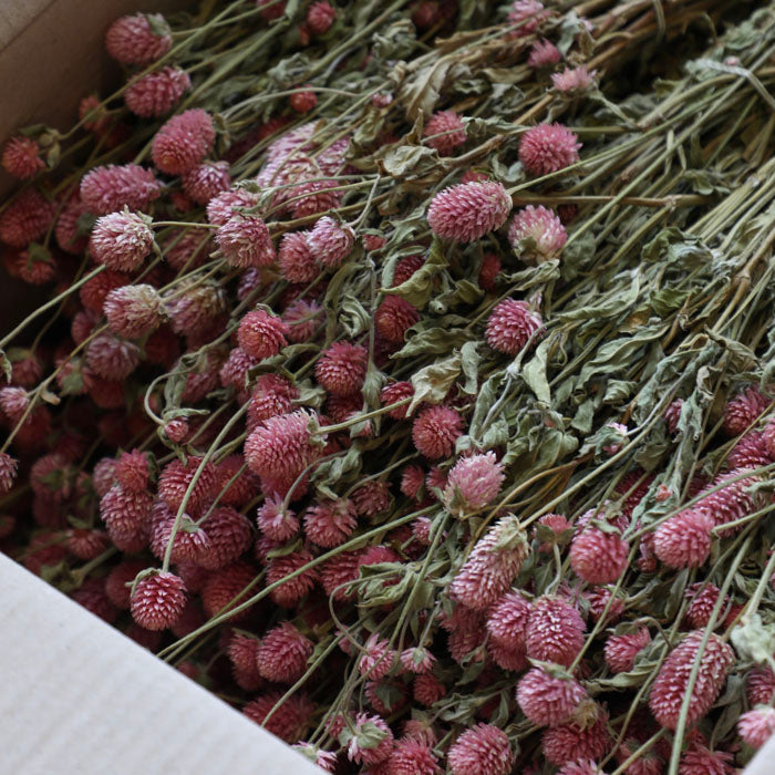 Pastel Pink Gomphrena Bunch – Box of 20