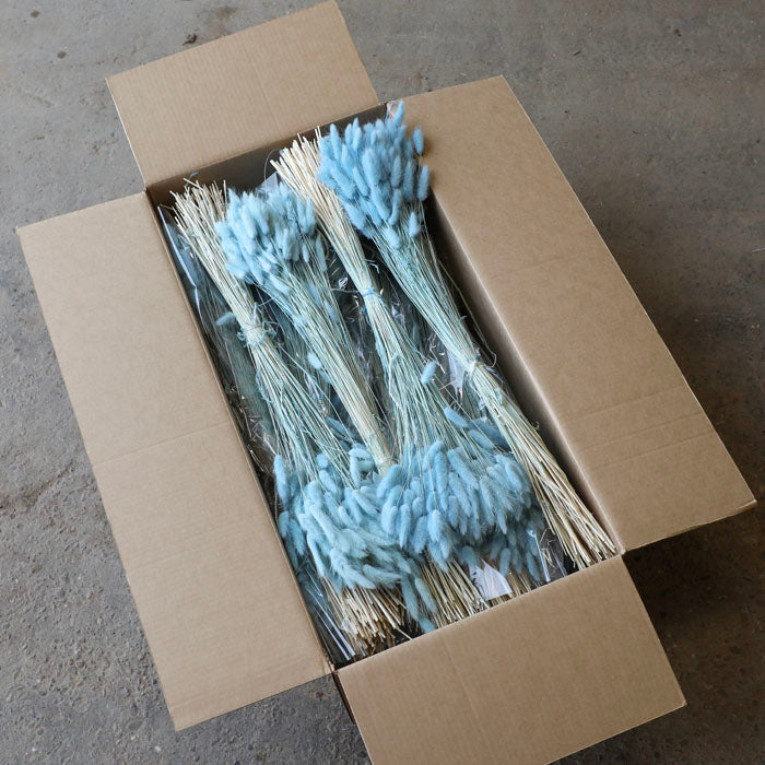Pastel Blue Lagurus Bunch (Dyed) - Box of 25