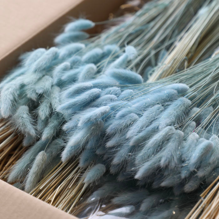 Pastel Blue Lagurus Bunch (Dyed) - Box of 25