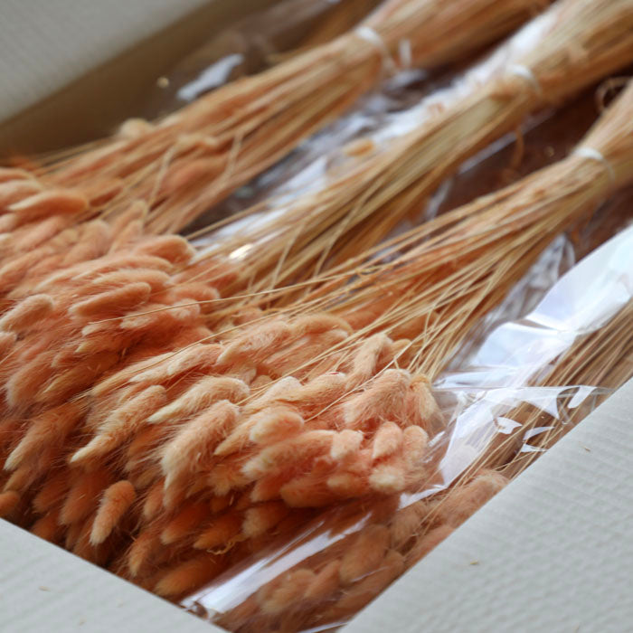 Peach Lagurus Bunch (Dyed) - Box of 25