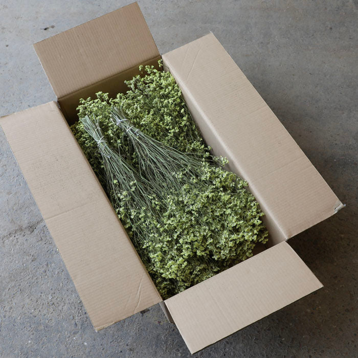 Yellow Limonium Bunch - Box of 20