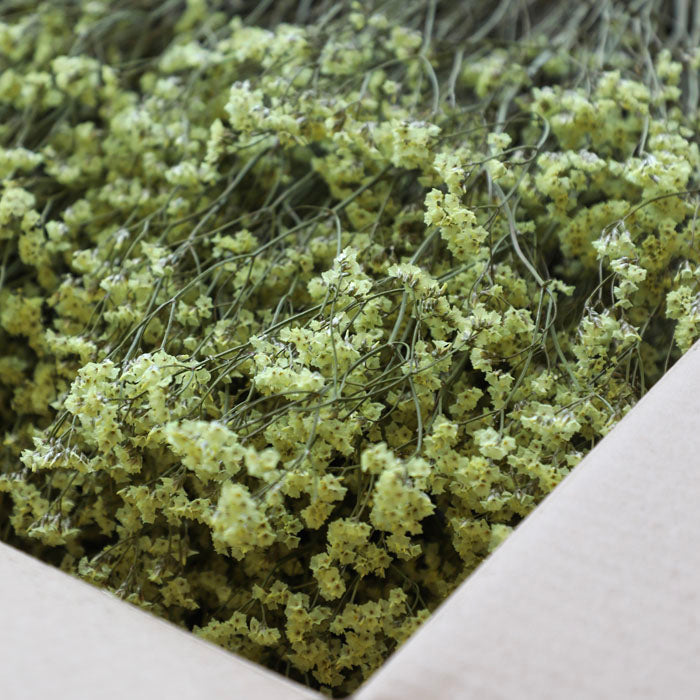 Yellow Limonium Bunch - Box of 20