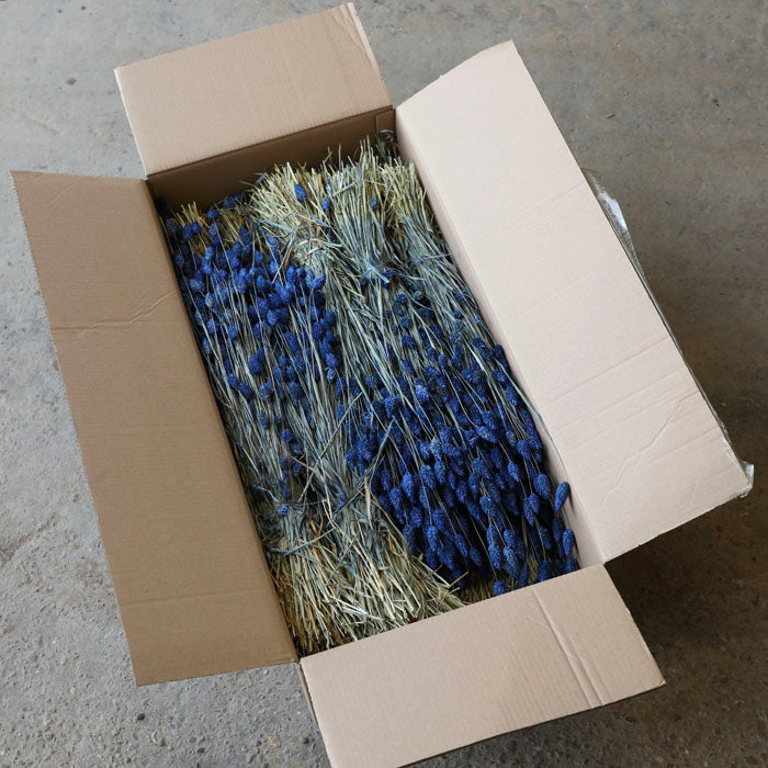Blue Phalaris Bunches (Dyed) - Box of 15