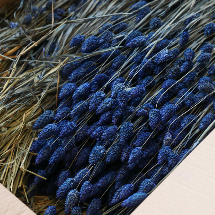 Blue Phalaris Bunches (Dyed) - Box of 15