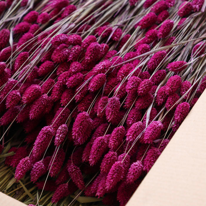 Fuchsia Phalaris Bunch (Dyed) - Box of 15
