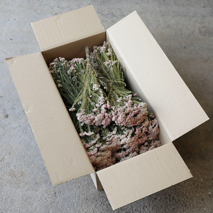 Pink Rice Flower Bunch- Box of 20