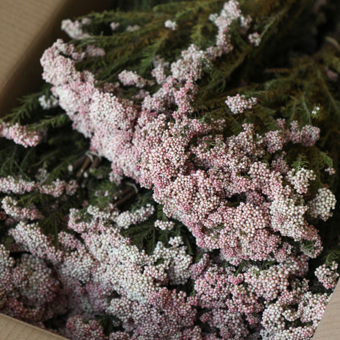 Pink Rice Flower Bunch- Box of 20