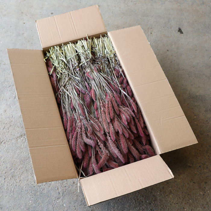 Pink Setaria Bunch (Dyed) - Box of 20