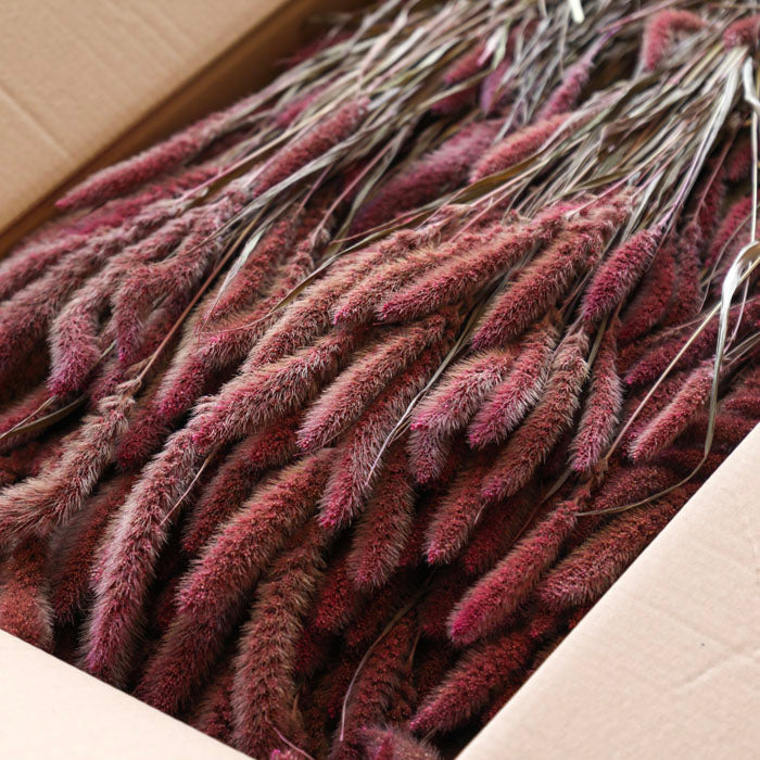 Pink Setaria Bunch (Dyed) - Box of 20