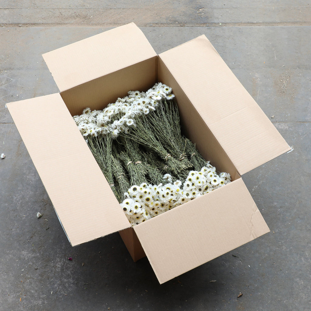 White Acroclinium - Box of 30