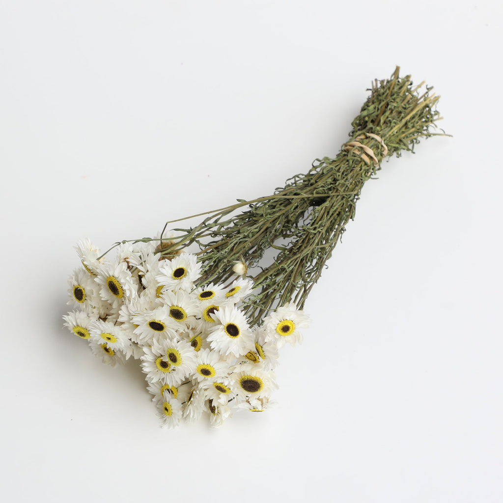 White Acroclinium - Box of 30