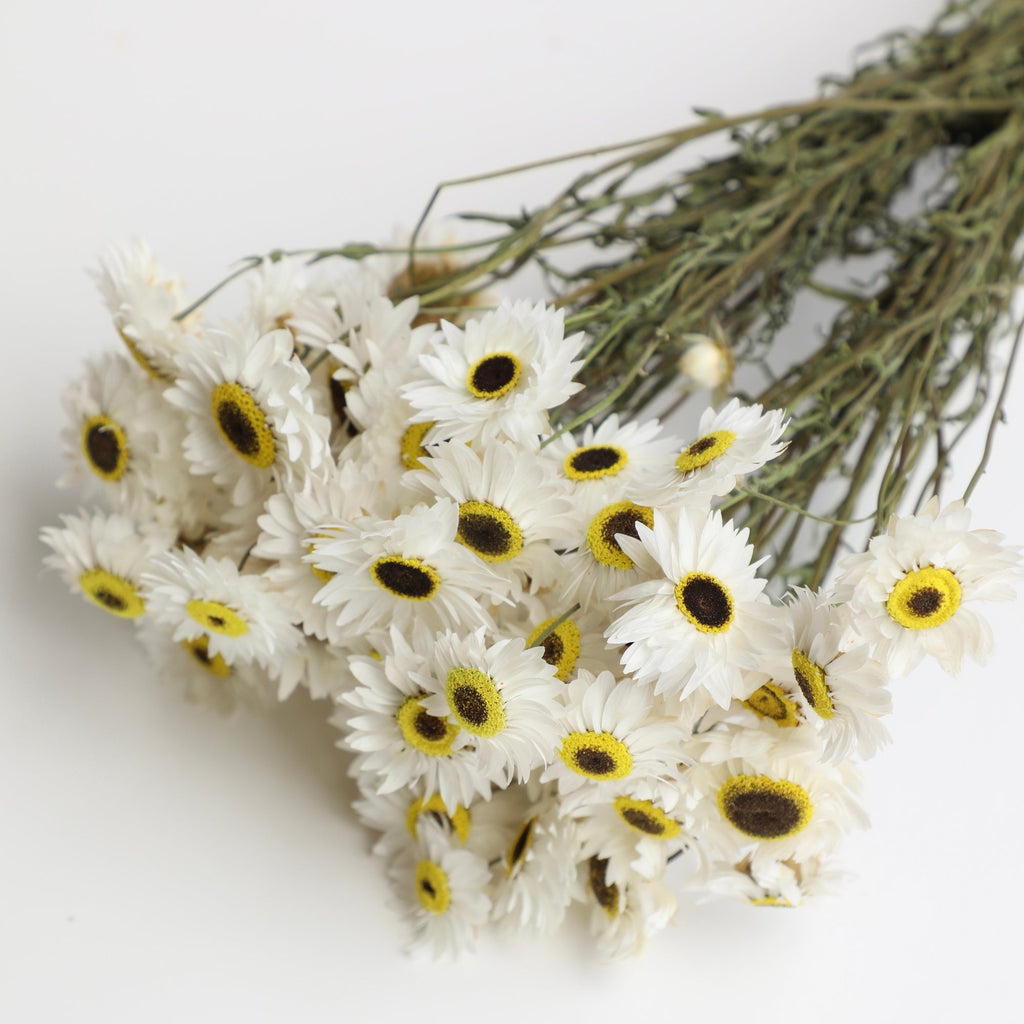 White Acroclinium - Box of 30