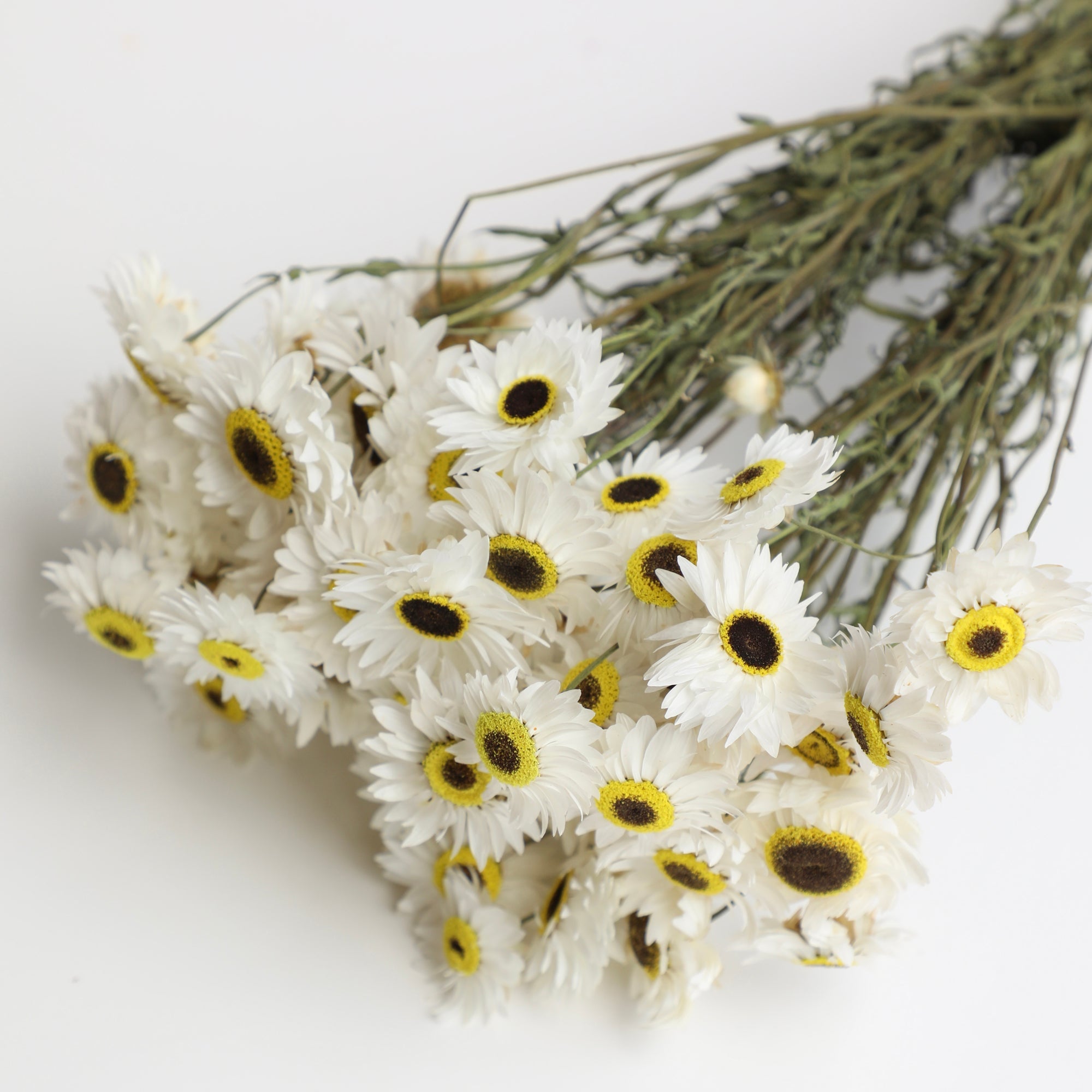 White Acroclinium - Box of 30
