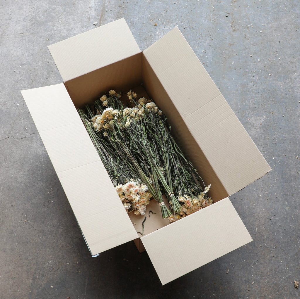 Blush Helichrysum Bunch - Box of 10