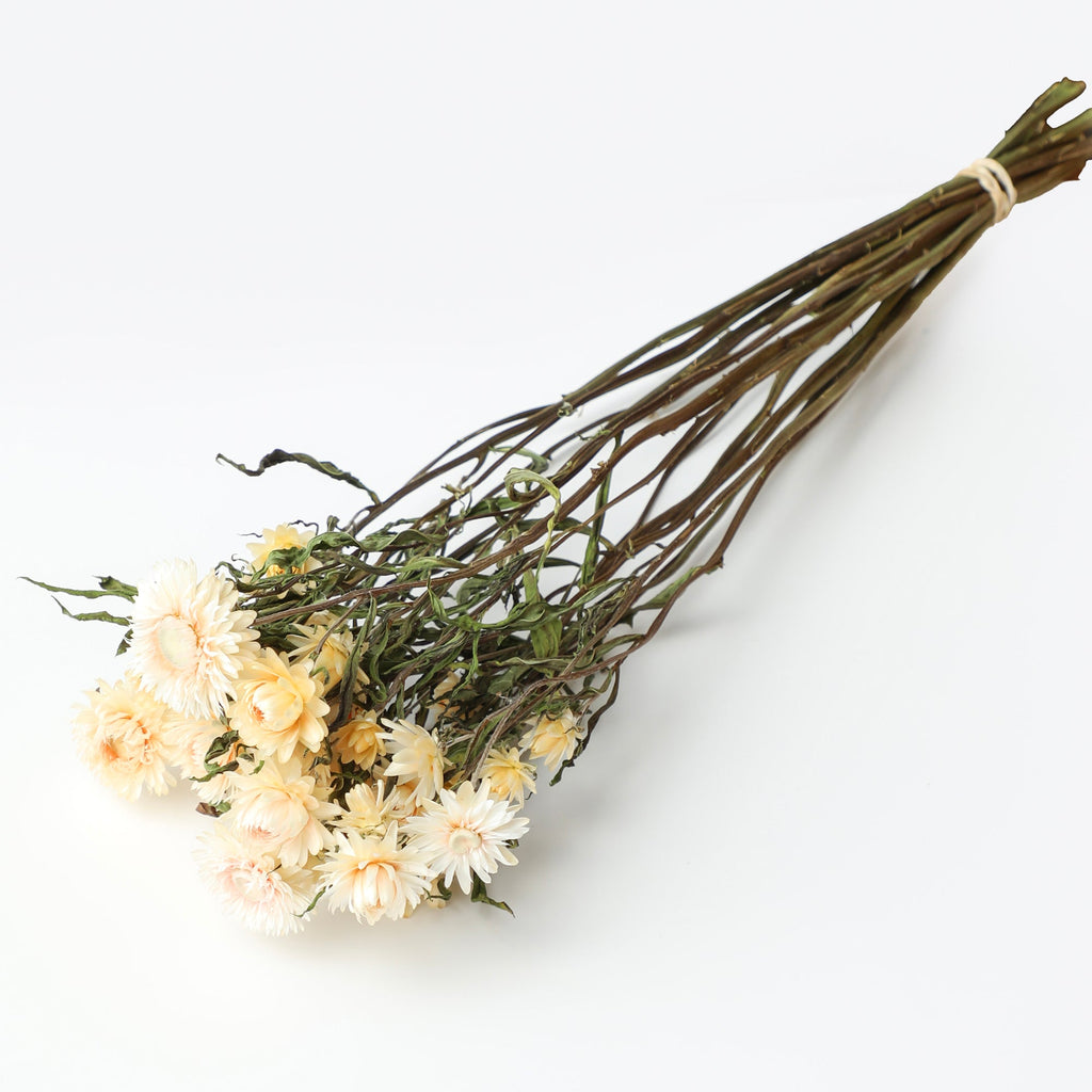 Blush Helichrysum Bunch