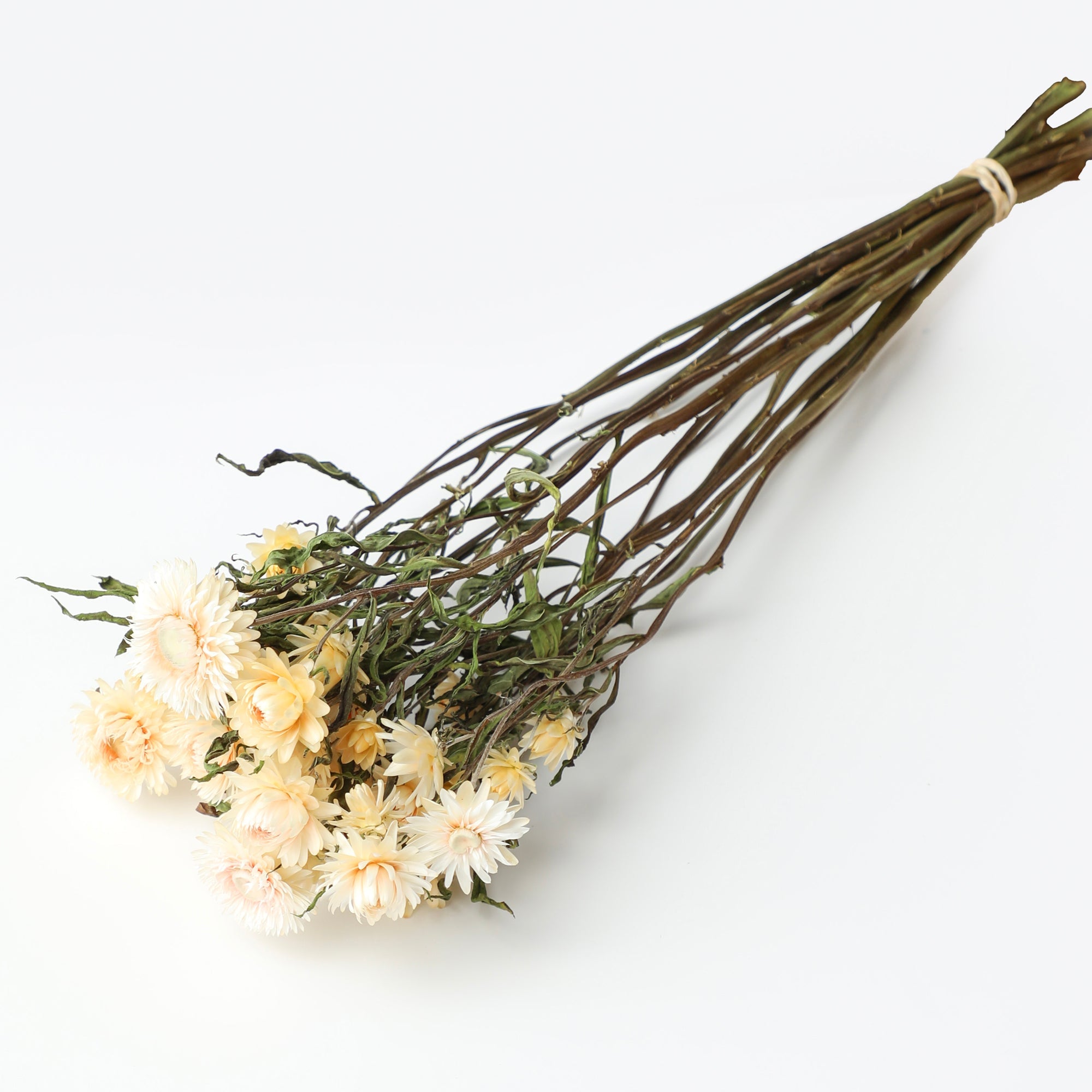 Blush Helichrysum Bunch - Box of 10