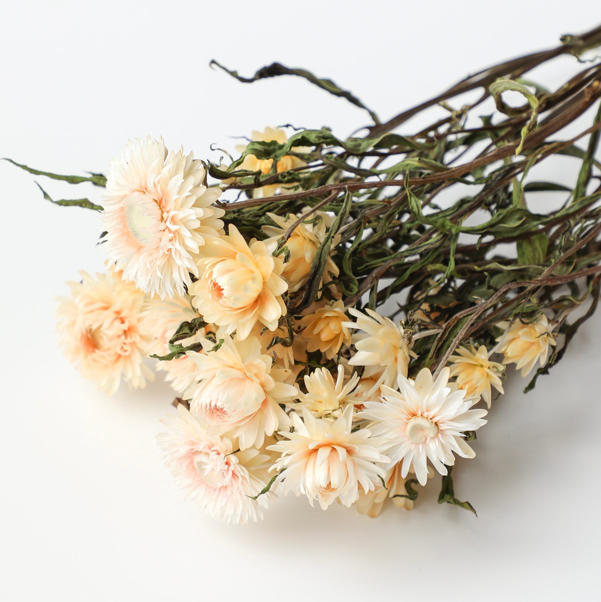 Blush Helichrysum Bunch - Box of 10