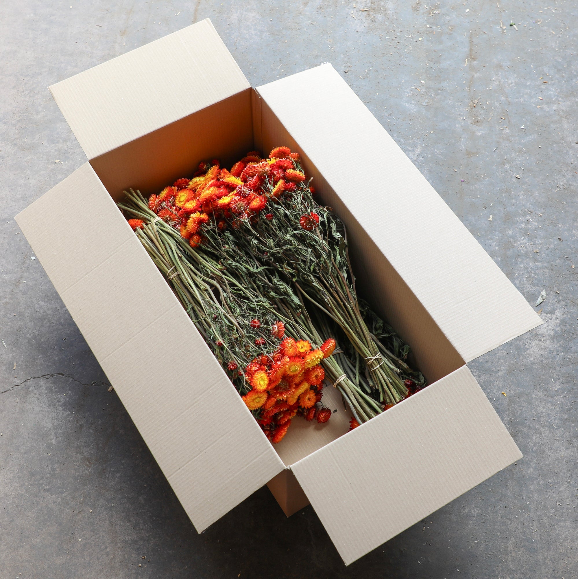 Orange Helichrysum Bunch - Box of 10