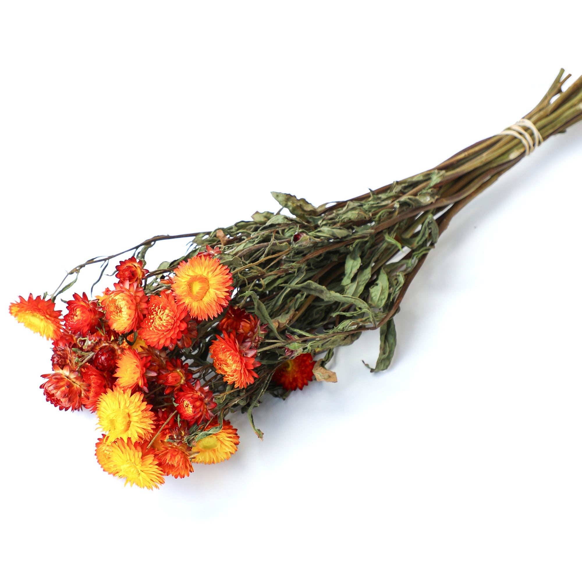 Orange Helichrysum Bunch - Box of 10