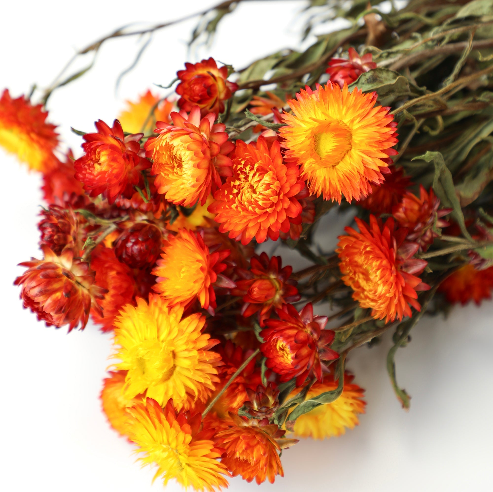 Orange Helichrysum Bunch - Box of 10