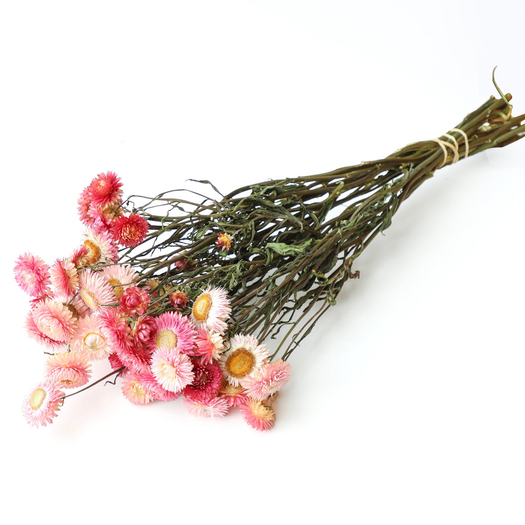 Light Pink Helichrysum Bunch