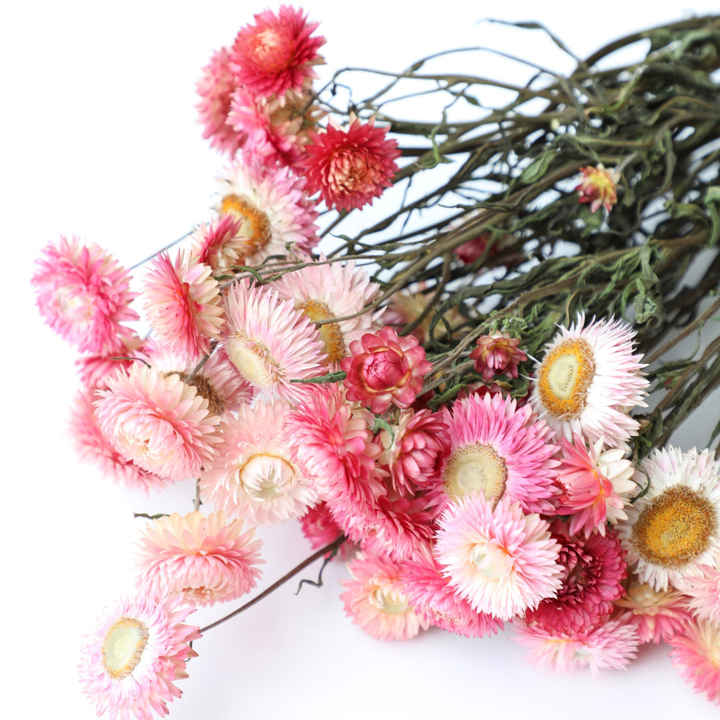 Light Pink Helichrysum Bunch