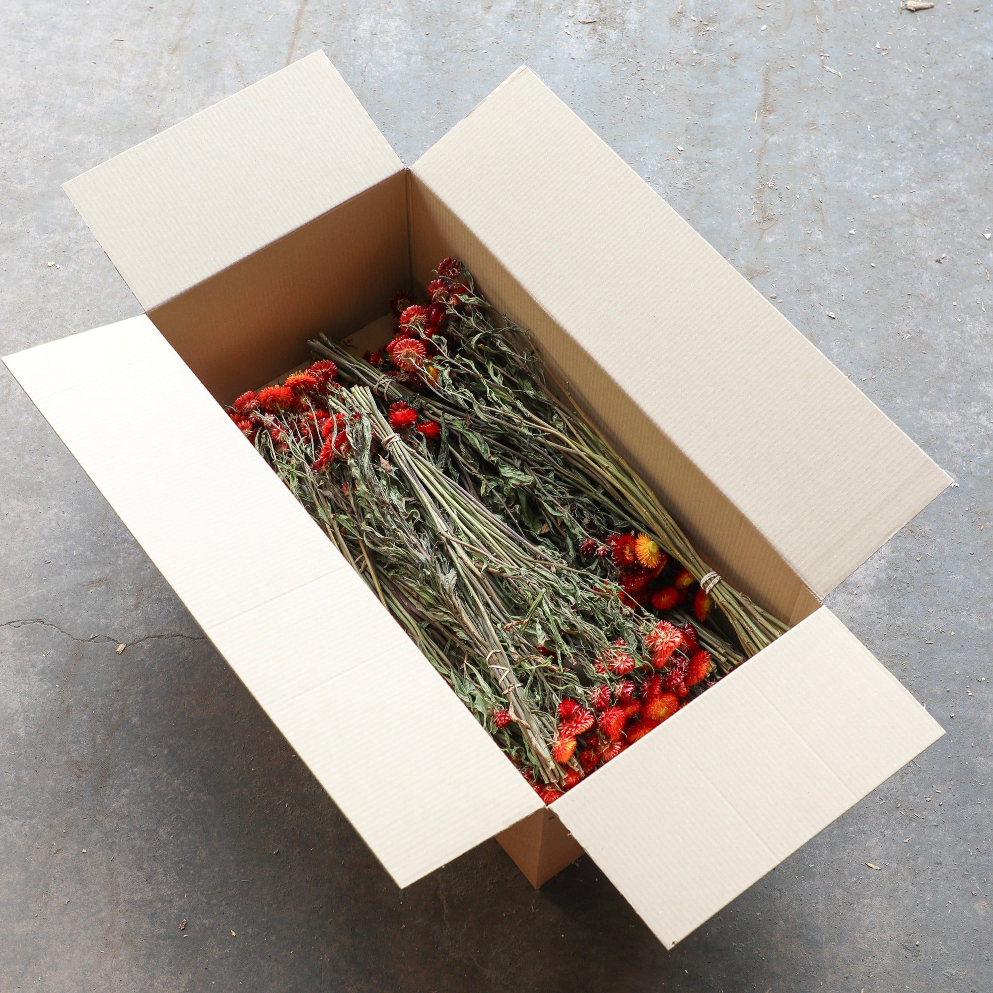Red Helichrysum Bunch - Box of 10