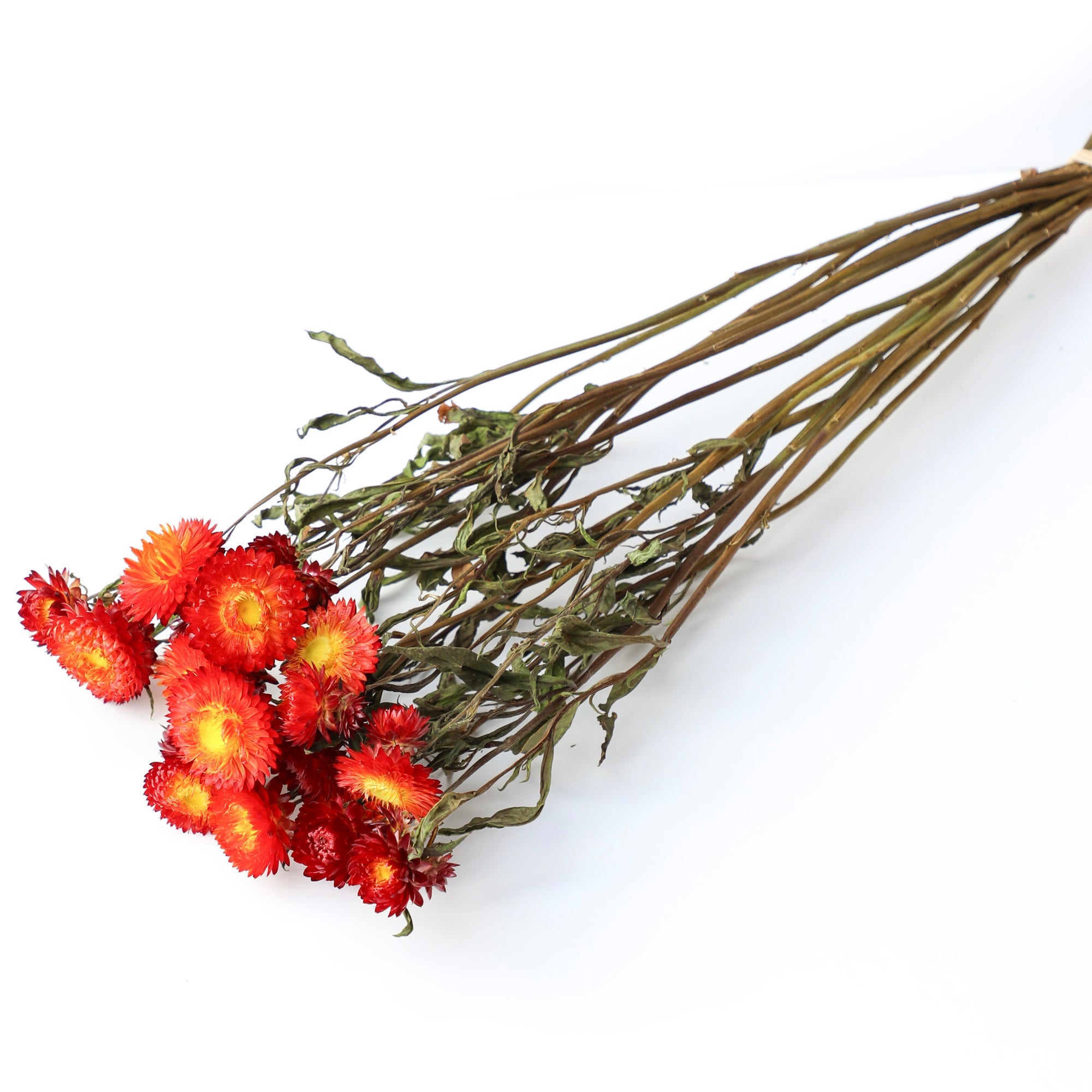 Red Helichrysum Bunch - Box of 10