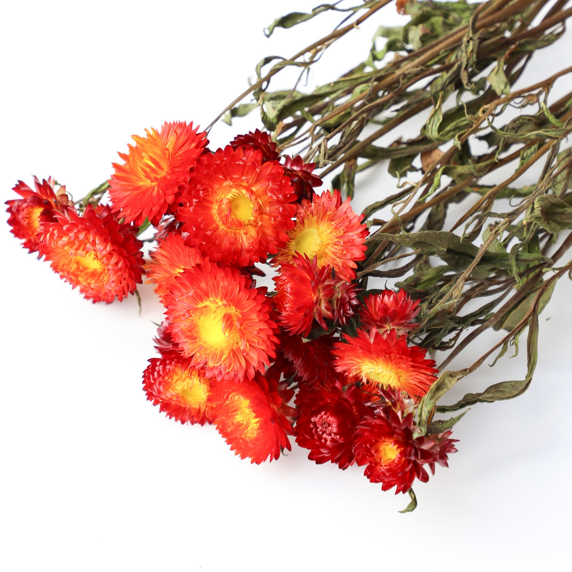 Red Helichrysum Bunch - Box of 10