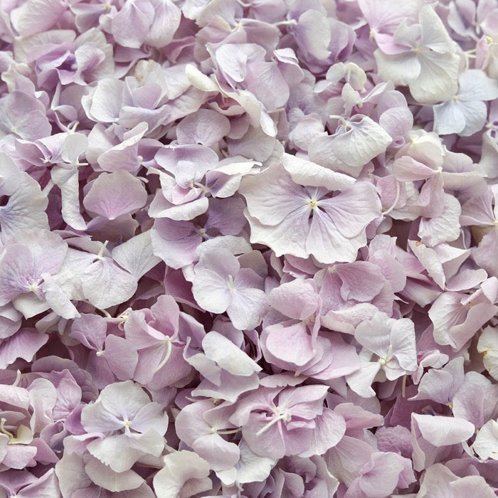 Pale Purple Hydrangea