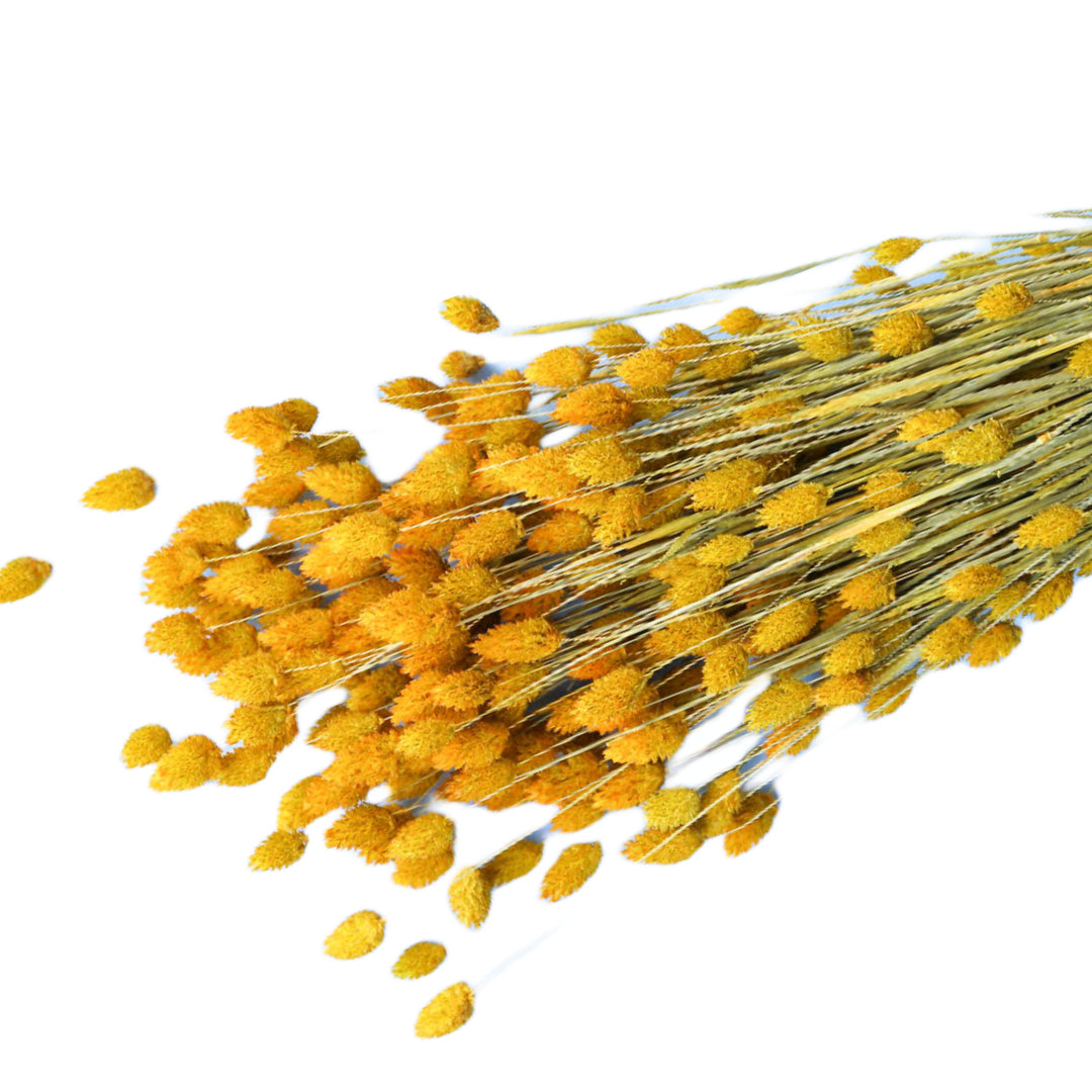 Yellow Phalaris Bunch (Dyed)
