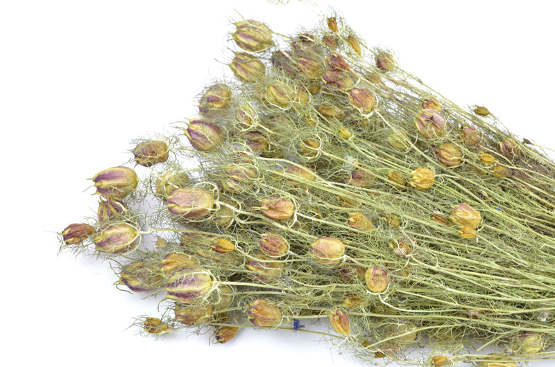 Nigella Pod Bunch - Box of 8