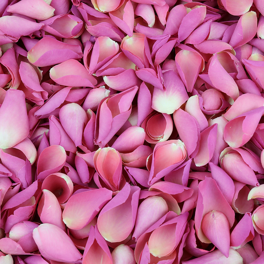 Dark Pink Rose Petals