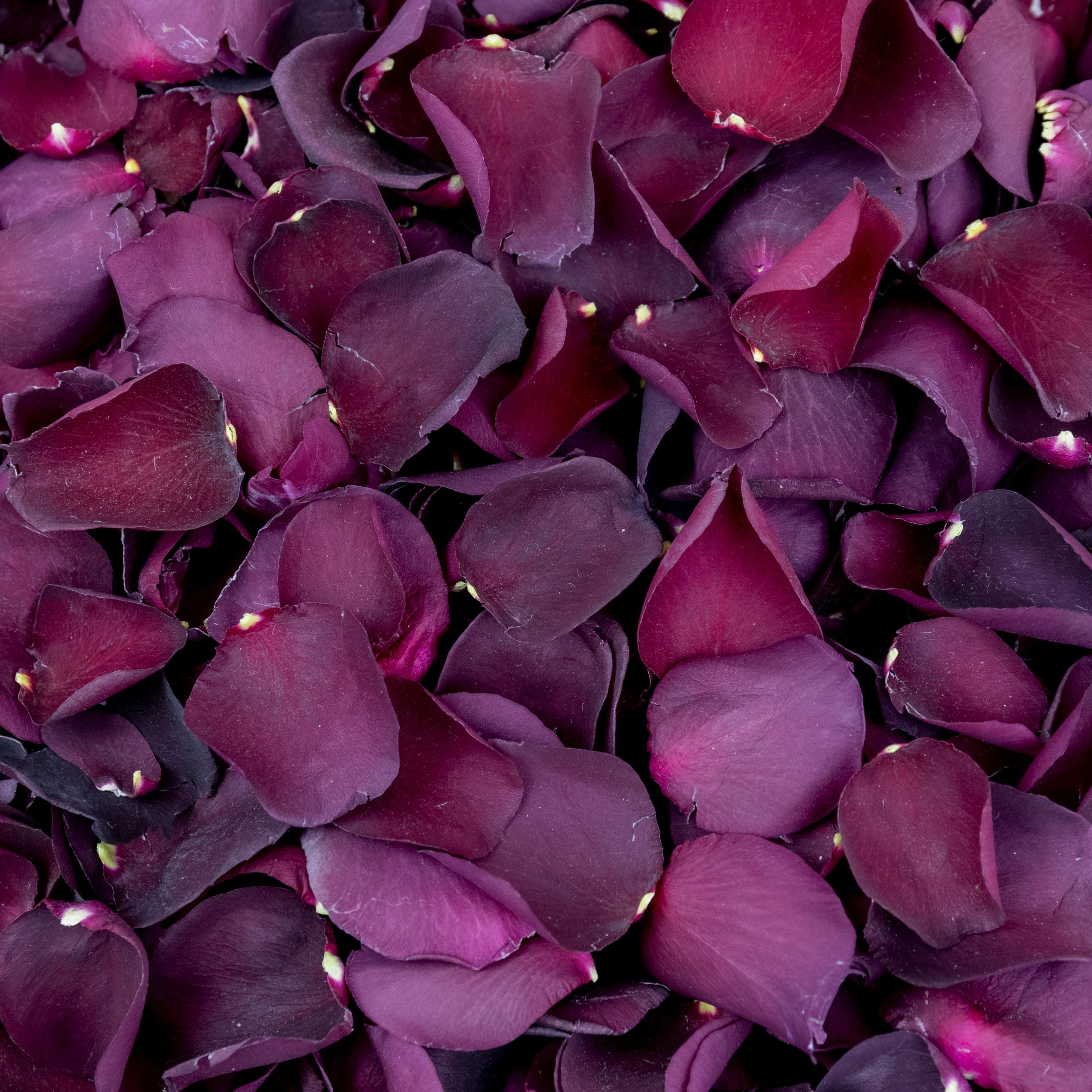 Burgundy Rose Petals