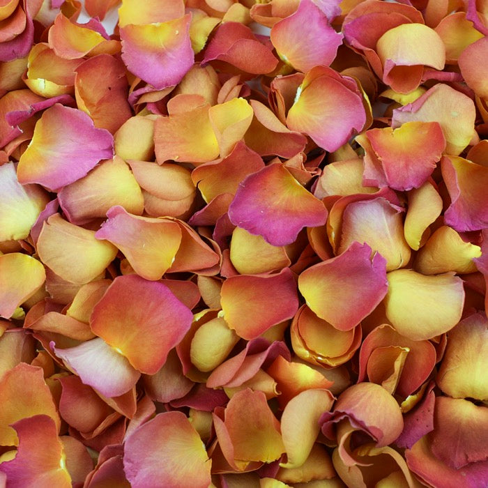 Burnt Orange Rose Petals