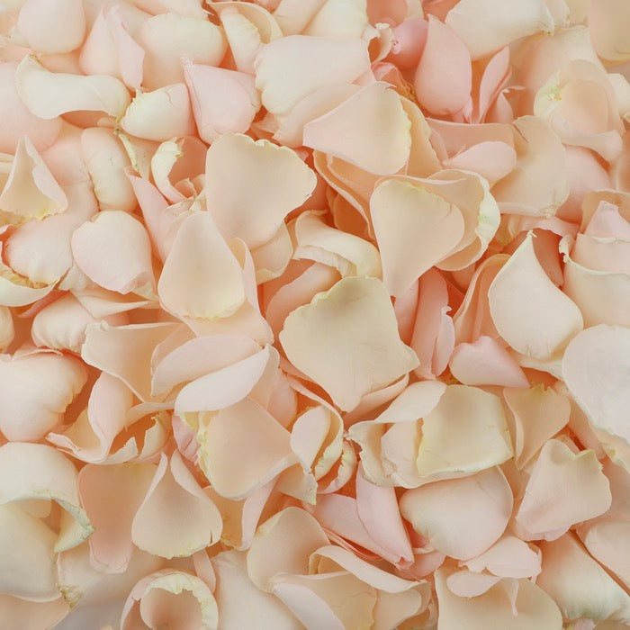 Palest Pink Rose Petals